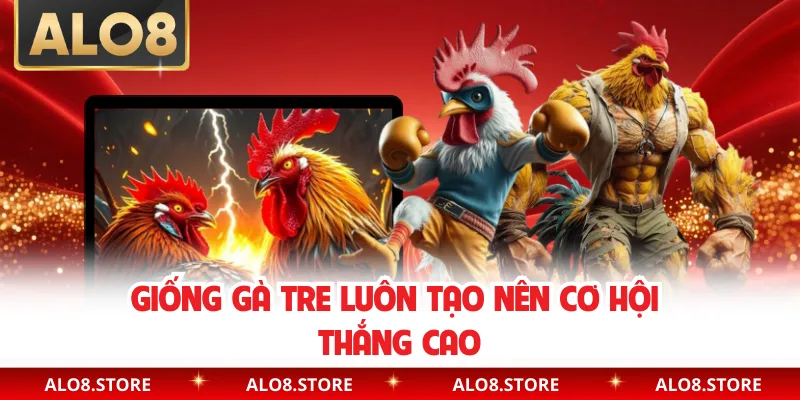 Giống gà tre luôn tạo nên cơ hội thắng cao